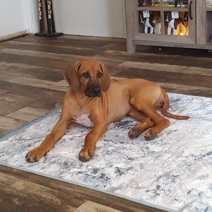 This is Emmy, the Rhodesian Ridgeback puppy